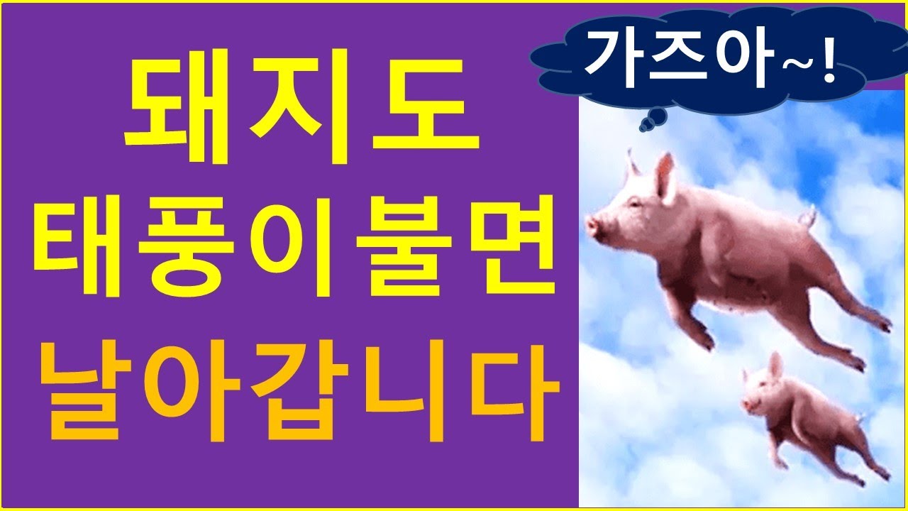 태풍이 불면 돼지도 날 수 있다?